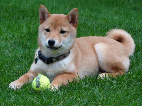 shiba inu