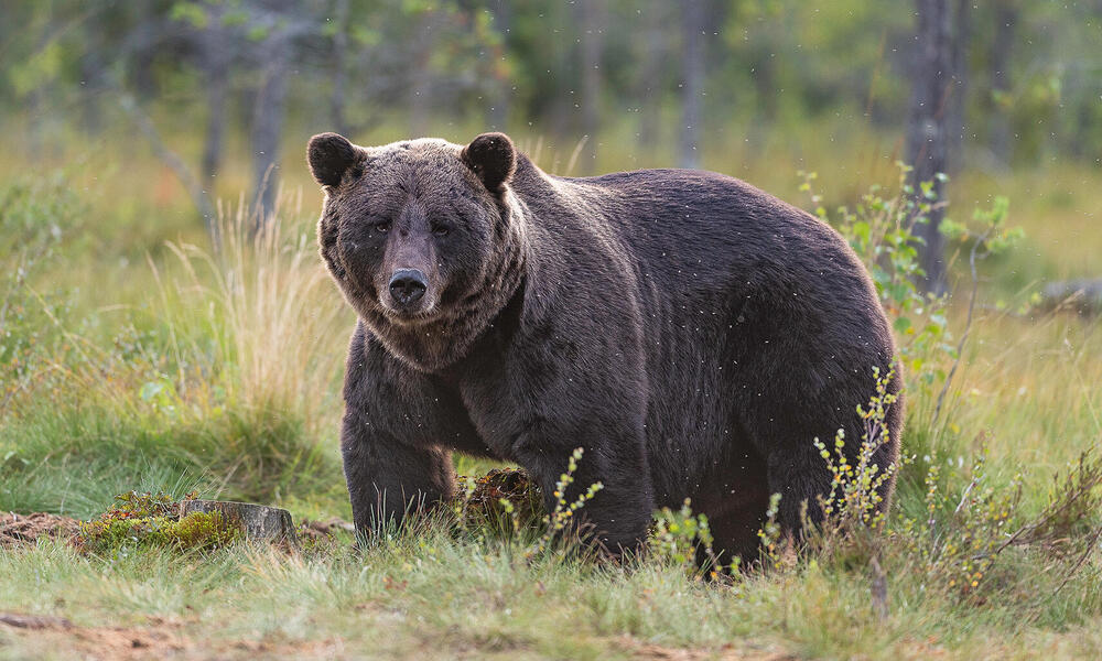 bear2.jpg